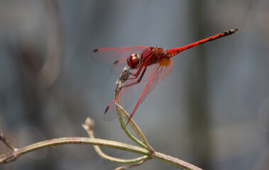 Orange Dragonfly