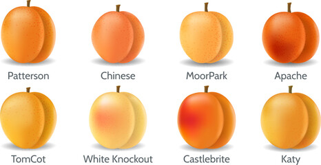 Realistic apricot varieties