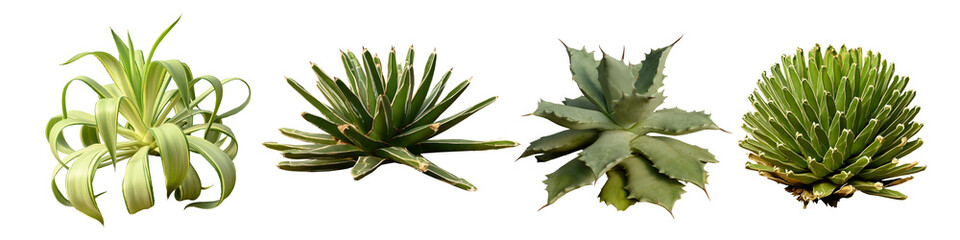 solated cutout PNG of cactus plant on transparent background. 