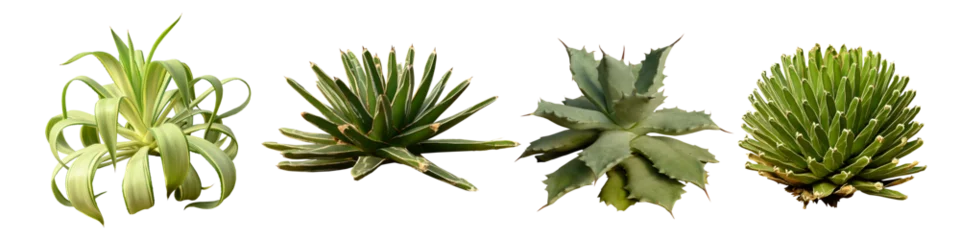Photo sur Aluminium Cactus solated cutout PNG of cactus plant on transparent background. 