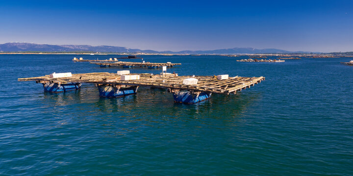 Mussel Aquaculture Rafts Batea, Mussel Growing Sea Platform, Batea Mussel Farms, R&iacute;a de Arousa, Arousa Estuary, Pontevedra, Galicia, Spain, Europe