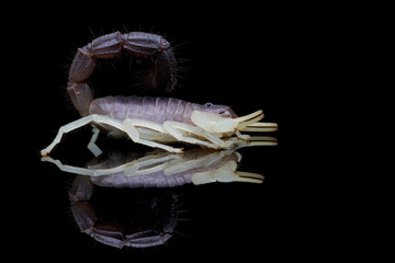 Scorpion Parabuthus schlechteri origin from South Africa on black background and its reflection.