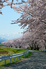 舟川べり桜並木より北アルプスを望む。朝日、富山、日本。4月中旬。