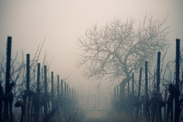 autumn vineyards in the mist