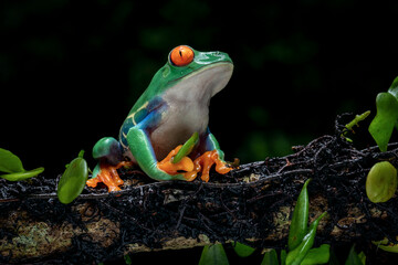 Red-eyed Tree Frog (Agalychnis callidryas) on tree branch.