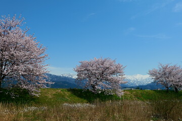 Naklejka premium 舟川べり桜並木より北アルプスを望む。朝日、富山、日本。4月中旬。