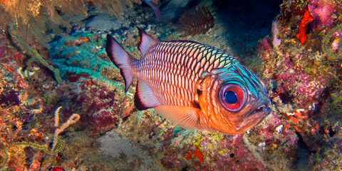 Naklejka na ściany i meble Bronze Soldierfish, Coral Reef, North Ari Atoll, Maldives, Asia