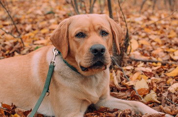 cute labrador dog portrait in autumn forest