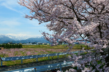 Fototapeta na wymiar 舟川べり桜並木より北アルプスを望む。朝日、富山、日本。4月中旬。