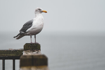 seagull on the pier