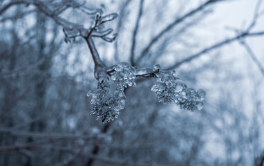Freezing rain winter. Ice and snow on branch after Freezing rain. Branch fully encapsulated in ice...