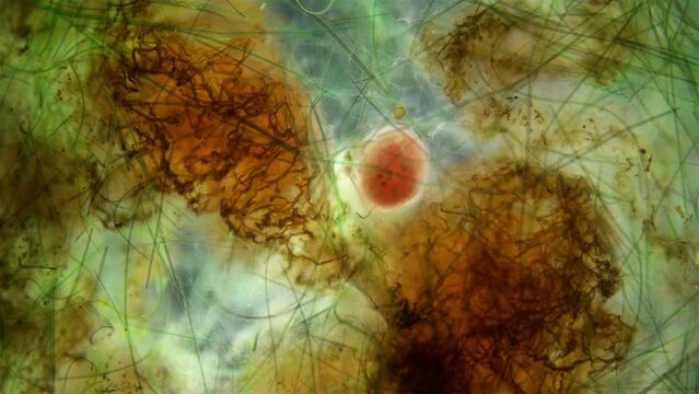 Infusoria Ciliophora under the microscope, Alveolata group. Reddish color, rotates among algae. freshwater