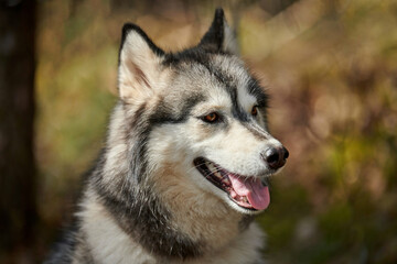 Siberian Husky dog portrait with brown eyes and gray coat color, cute sled dog breed. Friendly husky dog portrait outdoor forest background, walking with beautiful adult pet, favorite breed of dog © TRAVELARIUM