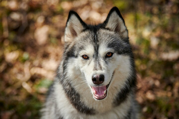 Siberian Husky dog portrait with brown eyes and gray coat color, cute sled dog breed. Friendly...