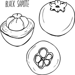 Hand drawn line vector illustration of black sapote isolated on a white background.