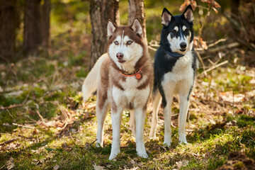 Two Siberian Husky dogs stands on forest grass, full size Husky dogs portrait with brown black coat color. Cute friendly Husky sled dog breed, outdoor walking with adult pets © TRAVELARIUM
