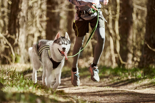 Running Siberian Husky sled dog in harness pulling man on autumn forest country road, outdoor Husky dog canicross. Autumn canicross championship in woods of running man and Siberian Husky dog