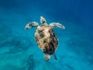 Obraz premium A graceful sea turtle swimming in the Mediterranean Sea 