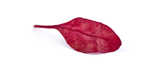 beet baby leafs isolated on white background