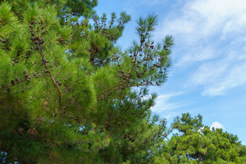 Pitsunda pine (Pinus brutia pityusa) species of Calabrian or Turkish Pine (Pinus brutia) on the embankment of Gelendzhik. Close-up of lush crown against blue sky