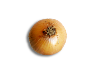 Cebolla en fondo transparente. 