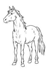Freigestellte Zeichnung eines stehenden Pferdes mit wehender Mähne