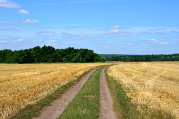 Fototapeta na wymiar country road going to horizon and ripe agricultural field with forest line and blue sky