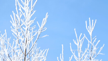 The branches of trees against the blue sky are covered with frost and snow. Creative. A beautiful combination of white and blue on a winter morning.