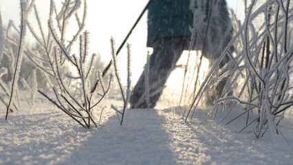 Winter white background. Creative . A view of small trees and twigs that stand in the inii and snow...