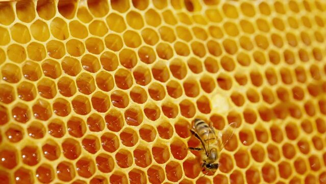 Close up of honeybee on honeycomb frame outdoors in an apiary.