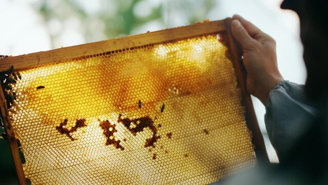 The bees crawl along the frame held by the beekeeper.