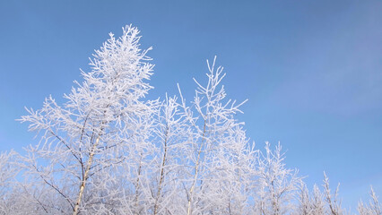 The branches of trees against the blue sky are covered with frost and snow. Creative. A beautiful combination of white and blue on a winter morning.