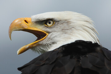 A portrait of a Bald Eagle against a blue sky calling out loud
