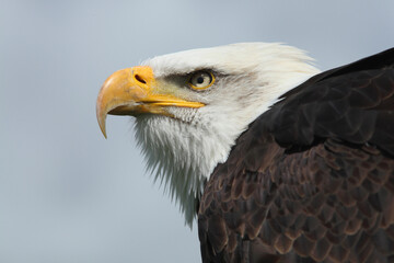 A portrait of a Bald Eagle against a blue sky
