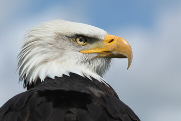 Obraz premium A portrait of a Bald Eagle against a blue sky 