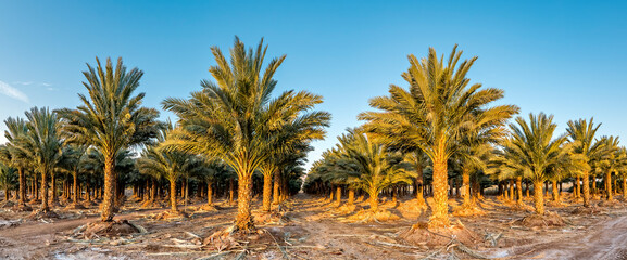Plantation of date palms for sustainable healthy and GMO free food production, image depicts desert...