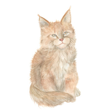 Ginger cat sitting watercolor drawing