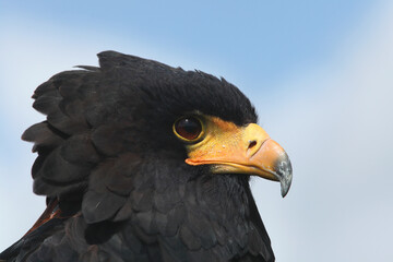 A portrait of a Bateleur against a blue sky
