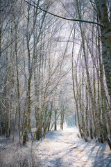snowy birch forest on the outskirts of Berlin. Frost forms ice crystals on the branches