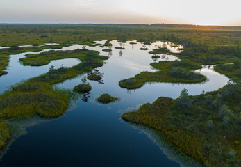 Swamp Yelnya on sunset landscape. Wild mire of Belarus. East European swamps and Peat Bogs. Ecological reserve in wildlife. Marshland with islands and pine trees. Swampy land and wetland, marsh, bog.