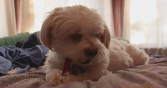 Shih-tzu Maltese-mix puppy eating bully stick snack on bed