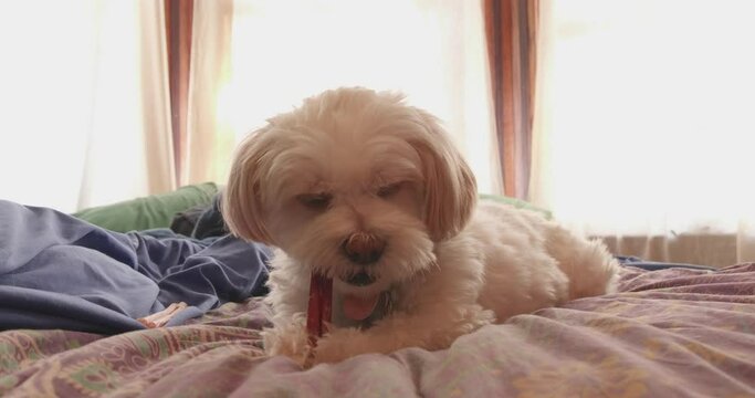 Shih-tzu Maltese-mix puppy eating bully stick snack on bed