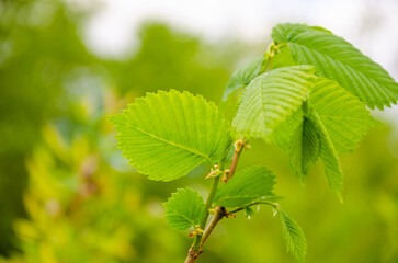 Young green leaves on a tree branch in spring.