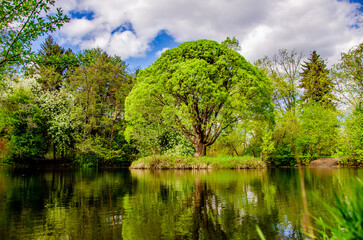 A lonely tree on an island in a small lake.