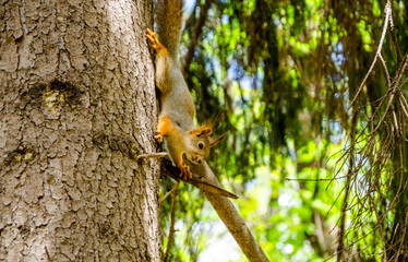 A squirrel sits on a tree branch in a park on a summer day.