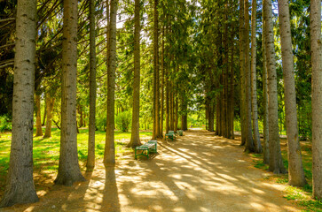 The road between the pines in the park on a summer day.