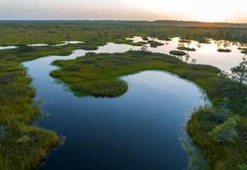 Swamp Yelnya on sunset landscape. Wild mire of Belarus. East European swamps and Peat Bogs. Ecological reserve in wildlife. Marshland with islands and pine trees. Swampy land and wetland, marsh, bog.