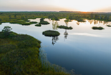 Swamp Yelnya on sunset landscape. Wild mire of Belarus. East European swamps and Peat Bogs. Ecological reserve in wildlife. Marshland with islands and pine trees. Swampy land and wetland, marsh, bog.