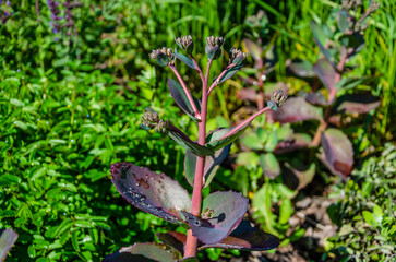 Young green leaves on a bush branch.