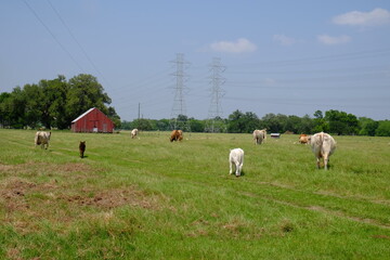 cows in a field